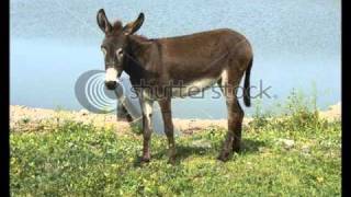 Video thumbnail of "De Donkey want water.... by David A. Batson"