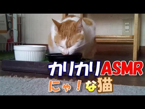 カリカリASMRにゃ！な猫～Sound of eating cats(ASMR)