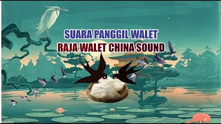 SUARA BURUNG WALET - RAJA WALET CHINA SOUND