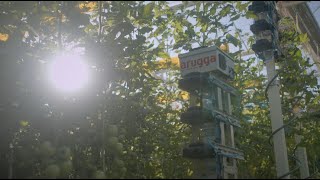 Arugga AI Farming - Autonomous Pollination Robots