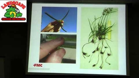 Nutsedge And How to Control In Our Landscapes
