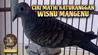KATURANGGAN WISNU MANGENU Turtledove, Priyayi's Pet.!!!
