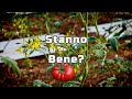 Tre Segni che le tue Piante di Pomodoro stanno bene e produrranno tanti pomodori | Guida Smart
