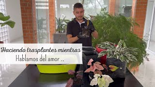 TRASPLANTANDO mientras conversamos SOBRE EL AMOR by César Correa - Amantes de las Plantas 28,814 views 1 month ago 25 minutes