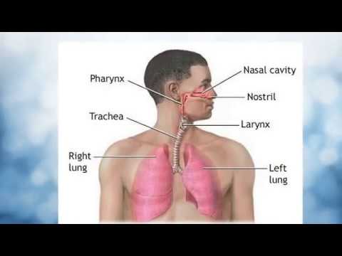 Travel of Air Through Respiratory System - Gas Exchange in the Lungs - Nose to Alveoli Pathway