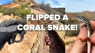 Finding frogs, lizards and CORAL SNAKE.