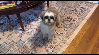 Video of adoptable pet named SPONSOR OR FOSTER ME - Oakley