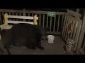 Black Bear - Monday Night