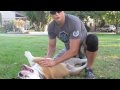 Bulldog workout