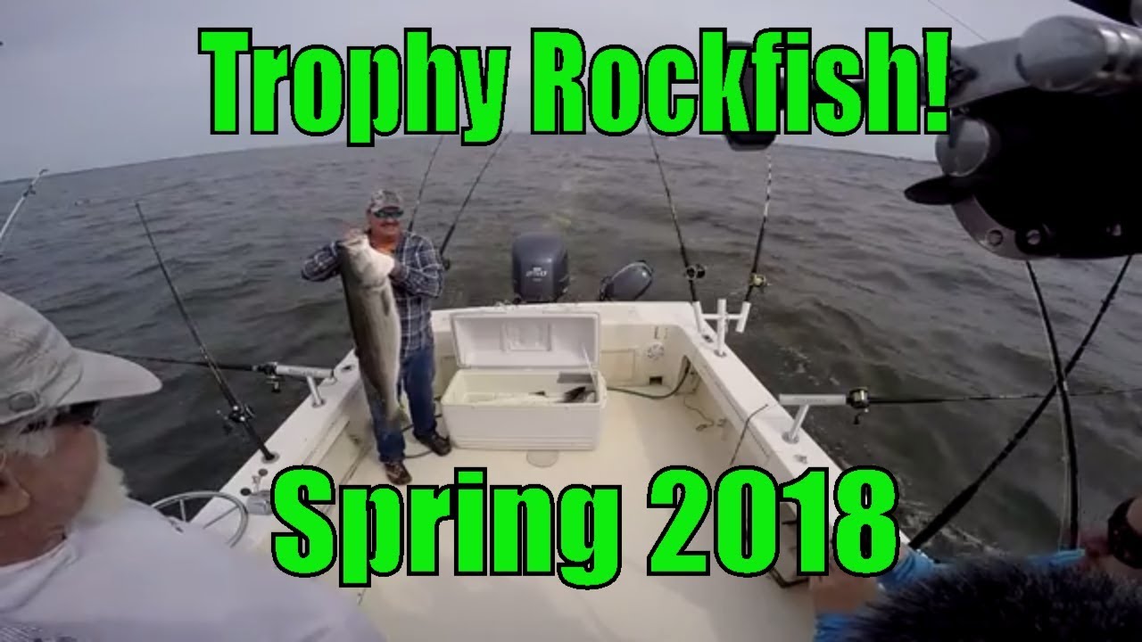 Trophy Rockfish Tournament WIN! YouTube
