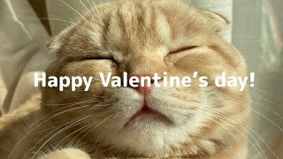 Happy Valentine’s day! by もみじの日常Momiji's daily life 75 views 2 months ago 4 minutes, 22 seconds