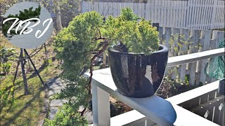 Repotting this cascading juniper into a bonsai pot
