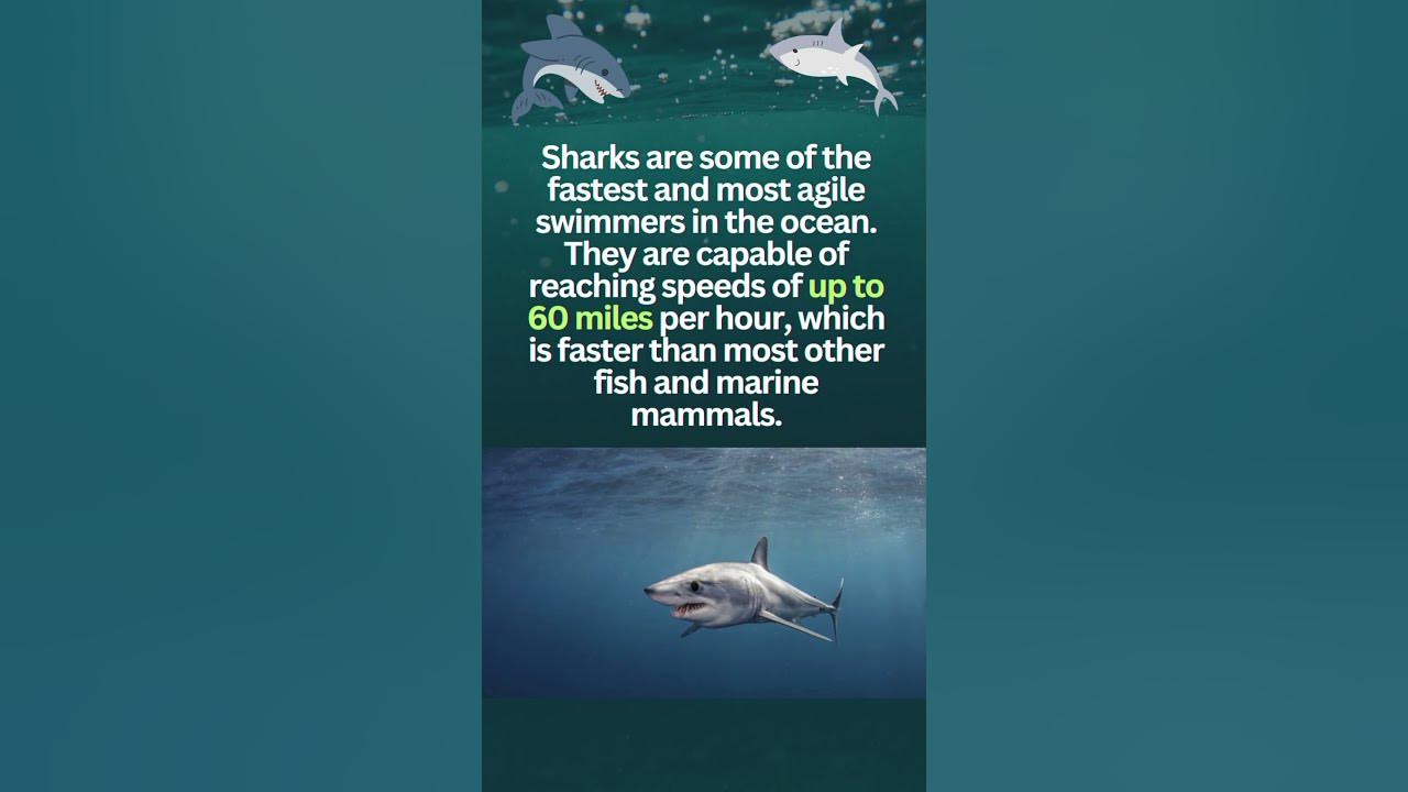 How Fast Can Sharks Swim? #sharkfacts #sharkscience #sharkspecies #