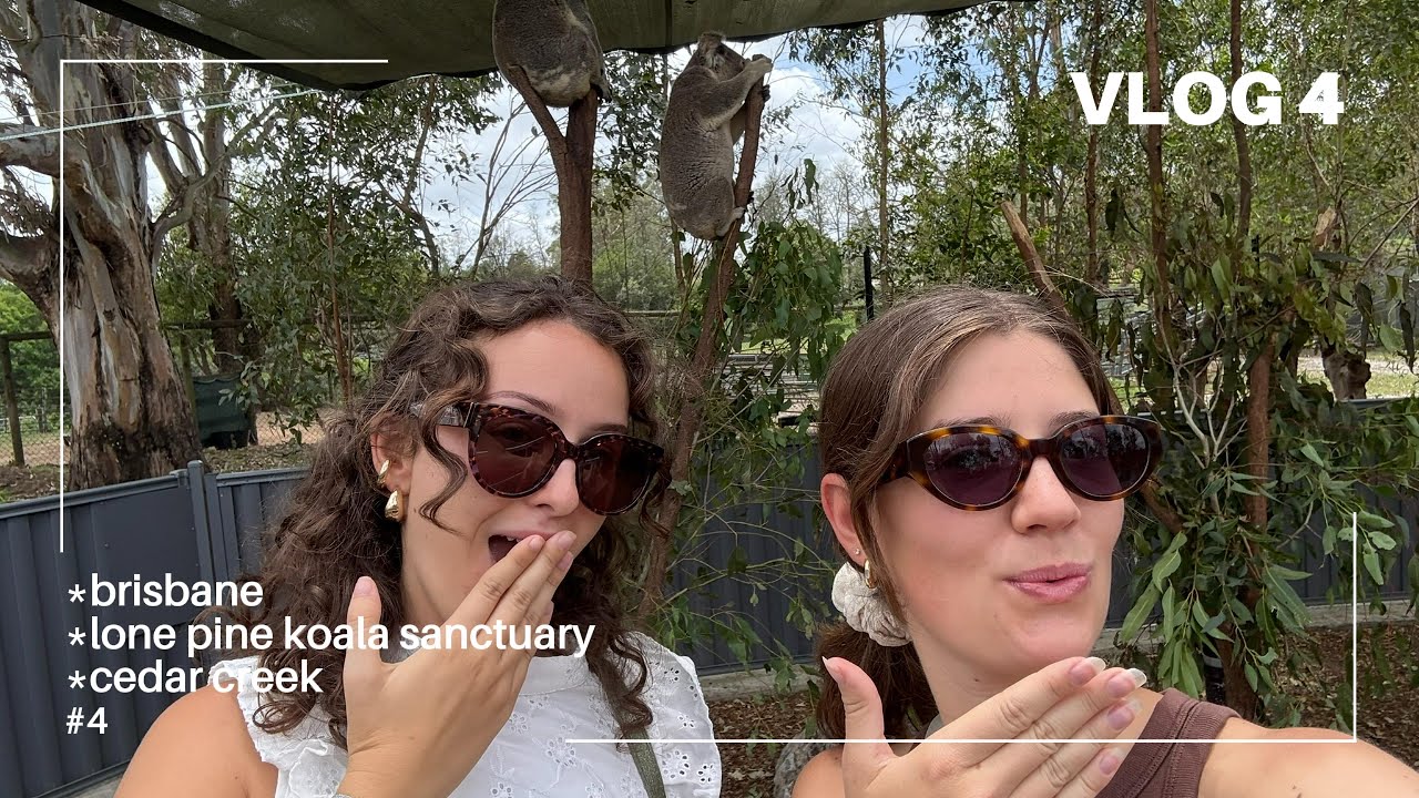 si tu aimes les koalas, regarde ce vlog !