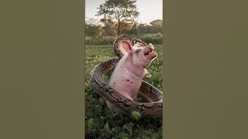 😱🔥Python Attacked a Pig on Potato Field #animals #pig #python #wildlife #short #viralvideo