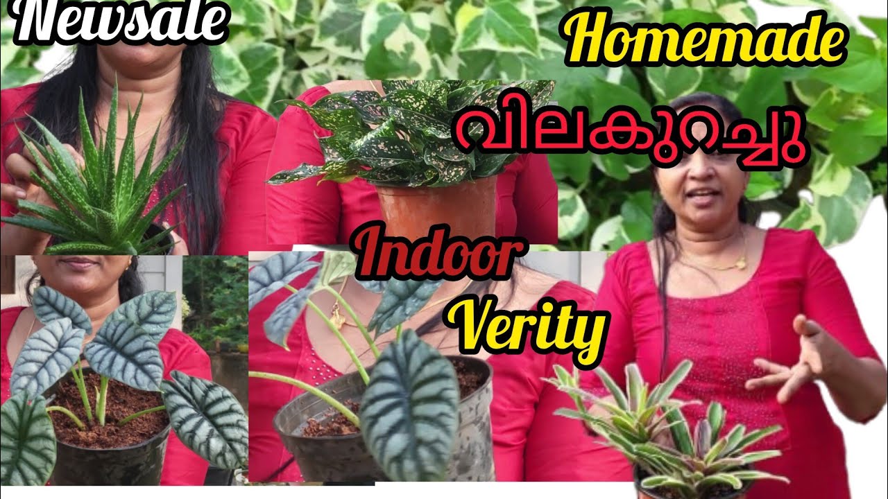🥰👍🍃9544688906. 👇Order now New verity sale വീഡിയോ..💫. ഒന്ന് കണ്ട് ഇഷ്ടാകും 