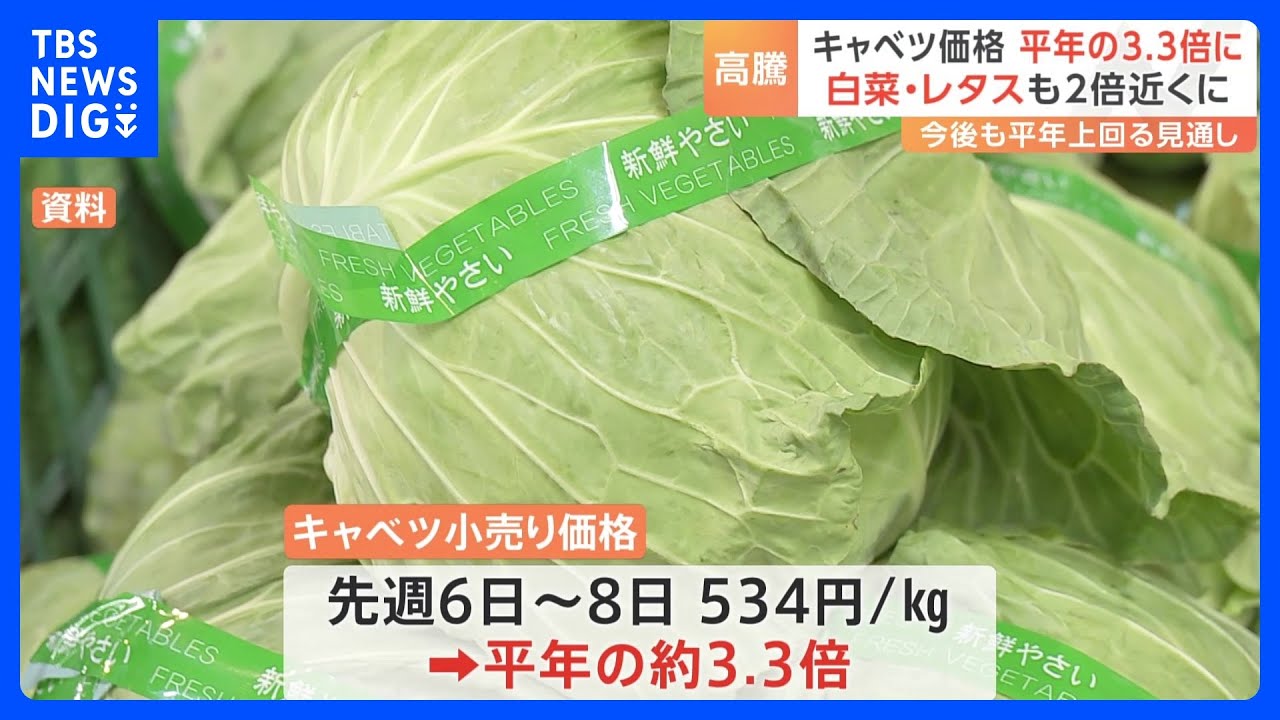 野菜が高騰…キャベツ価格が平年の3.3倍に 白菜やレタスも2倍に｜TBS