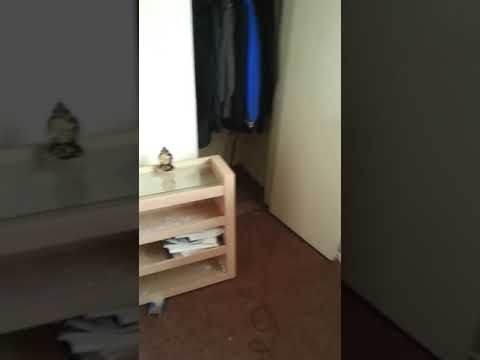Bed bugs dying