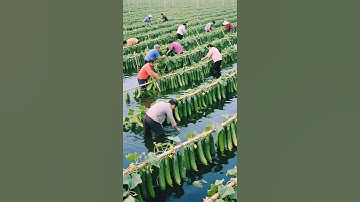 Amazing Cucumber Farming #farming #usafarming