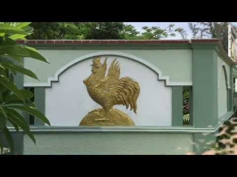 Video Con Gà Vàng FullHD - youtube