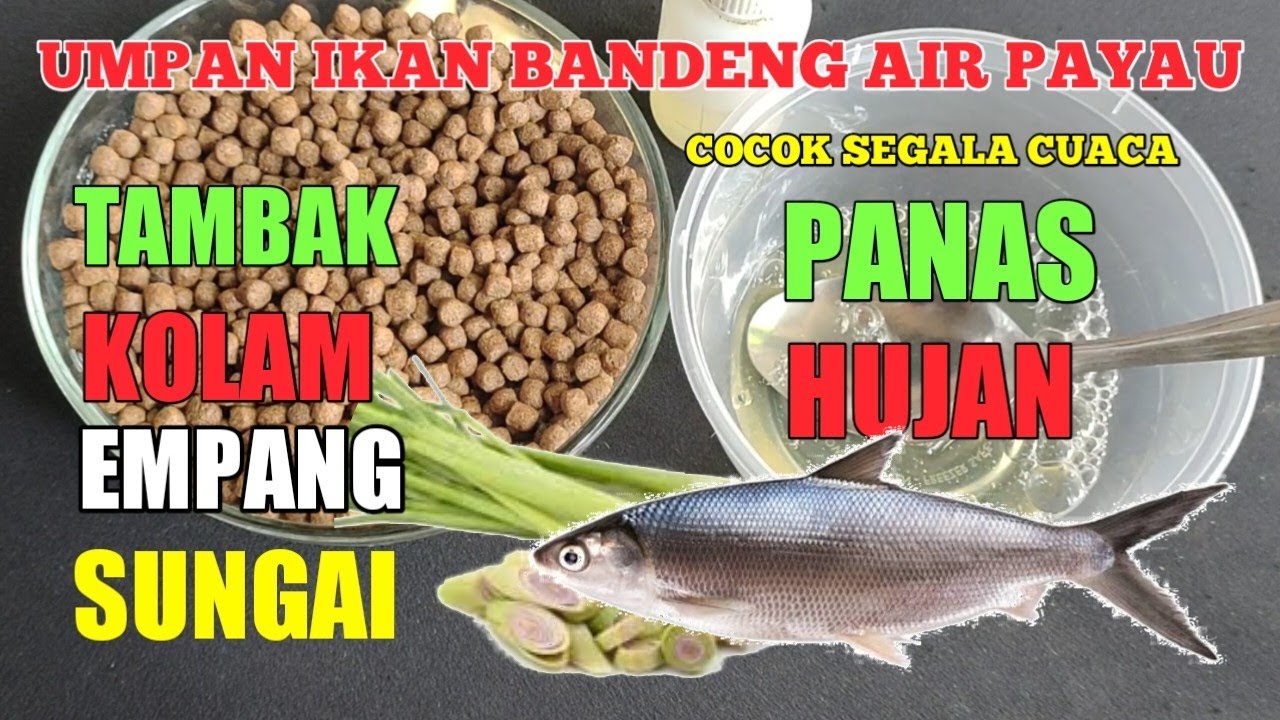 Umpan Ikan Bandeng Tambak Air Payau Paling Ampuh YouTube Umpan ikan bandeng tambak air payau paling ampuh youtube