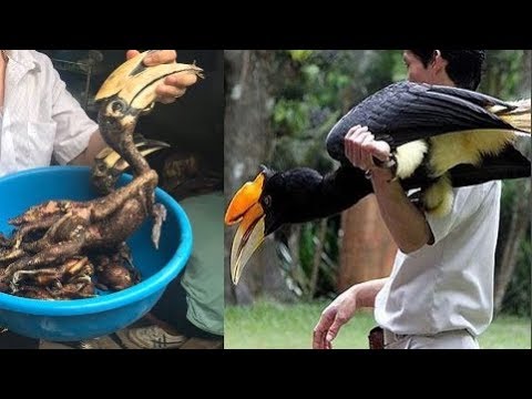 Video Người Đàn Ông Bắt Được 