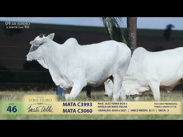 LOTE 46   MATA  C3993,C3090