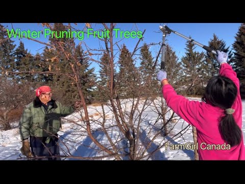 Pruning Fruit Trees To Have Larger Production - YouTube