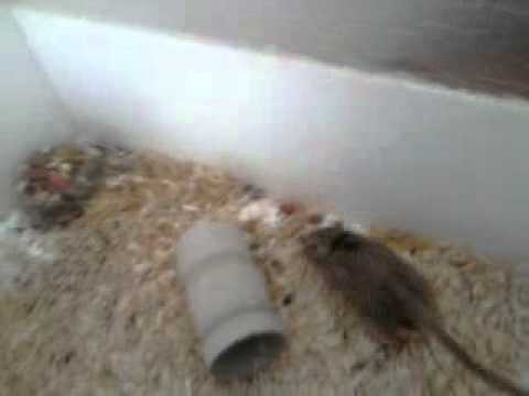 rato canguru youtube