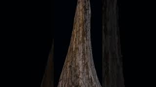 Procedural bark Texture ♻ Blender Eevee #blender  #blendergn #eevee