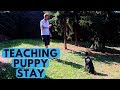 Puppy Stay Training - How to Teach a Dog Sit and Stay Puppy Stay Training - How to Teach a Dog Sit and Stay