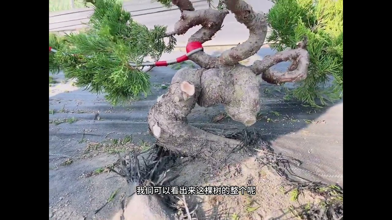 真柏創作之田間作業-1