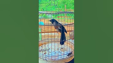 Bắt cô trói cột mới luyện được khướu hót. BVT pro #chimkhuou