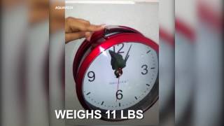 Aquavista Betta Fish Clock