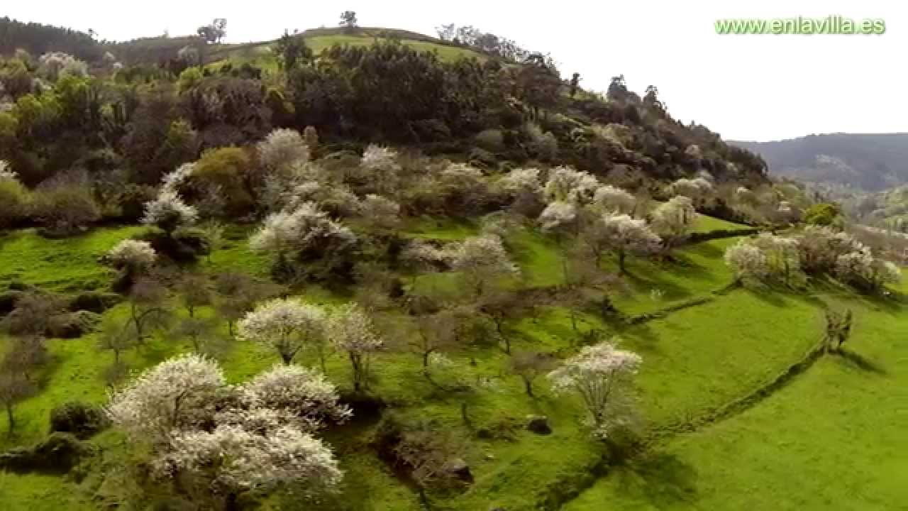 Cerezos en Flor de Triás y Fabares en Rozaes, Villaviciosa