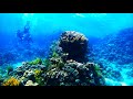 Scuba Diving In Egypt, Red Sea (Tiran, Ras Mohamed, Sharm El-Sheikh) 2022