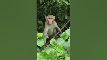 monkey when stand on tree and play
