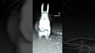 squirrel 🐿️ #song #funny #cute #dude #haha #animationshorts #motivation #animation #music #animals