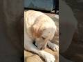 dog bath🧼🐶🧽🚿 mai naha liya🥶🐶 #shortvideo #dog #funny