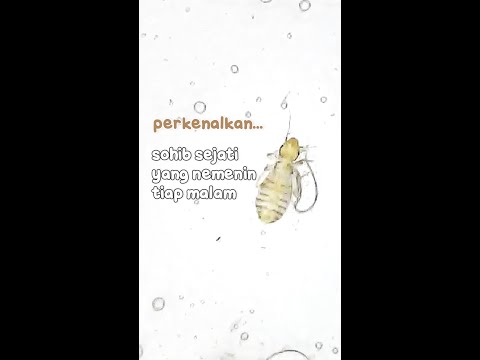 Video: Apakah kutu meninggalkan noda di seprai?