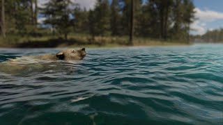 Swimming Bear with Crest 5 and Mossy Cedrus Forest using MicroVerse in Unity 6