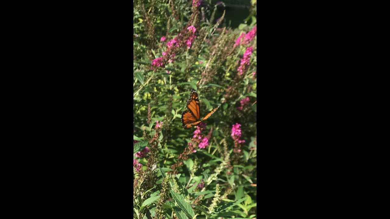 Roblox fart attack (iOS gameplay) (no commentary)