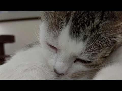 cats inn Kitten Close Up 2017-07-12