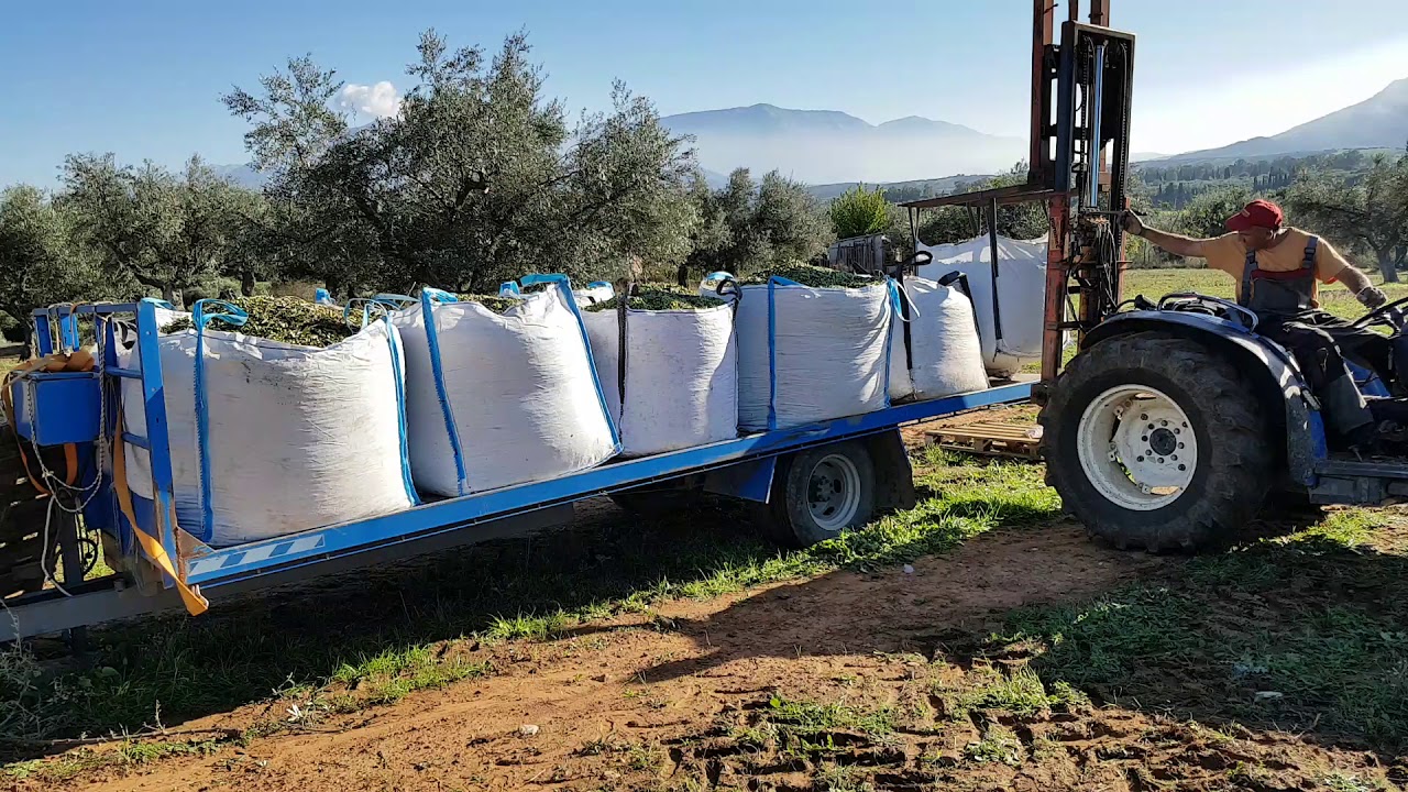 ΜΑΖΕΜΑ ΕΛΙΑΣ ΣΤΗΝ ΑΓΡΙΛΙΑ ΑΧΑΪΑΣ-ΜΕΤΑΦΟΡΑ