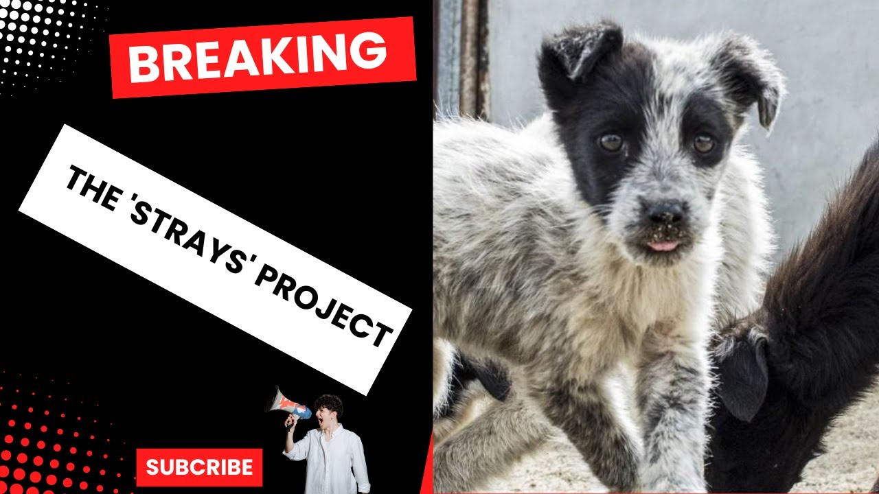Project Strays The 'STRAYS' Project 1 - YouTube