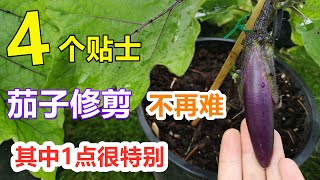 这样修剪茄子，少生虫少病害，产量增 ，茄子剪枝打枝How to prune eggplant properly