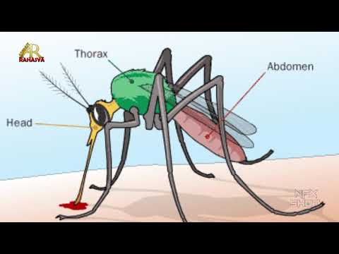 वीडियो: मच्छर कितने समय तक जीवित रहते हैं