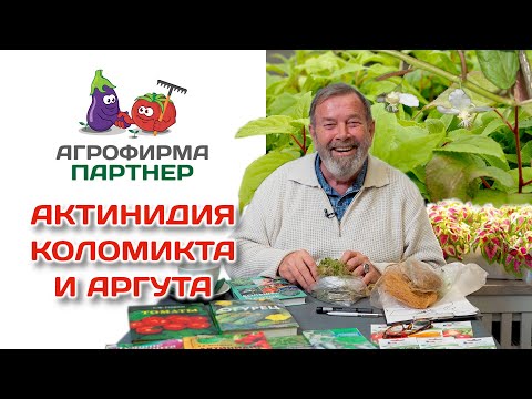 Актинидия коломикта и аргута. Выращивание в средней полосе России