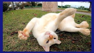 池の側にいた野良猫ちゃん、頭をスリスリしてきてカワイイ
