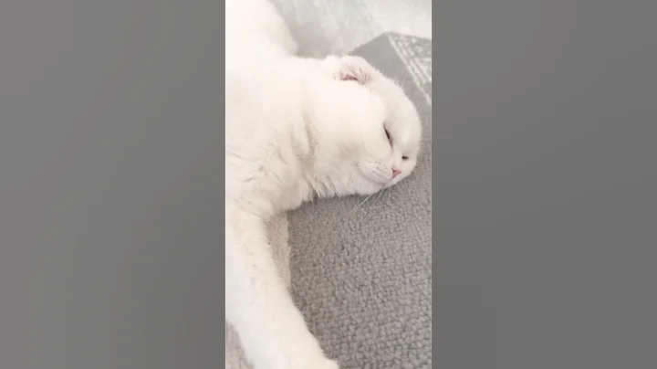 Video 10295921: scottish fold girl, scottishfold, cat